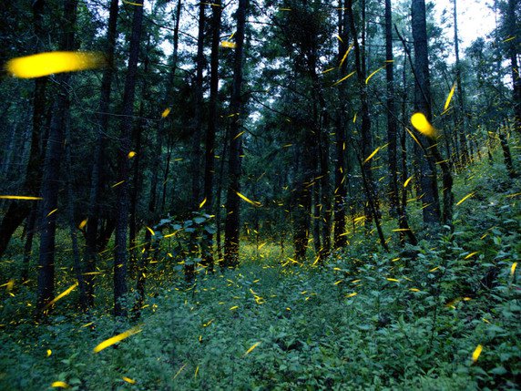 Les chercheurs ont utilisé l'enzyme responsable de la bioluminescence chez les lucioles (archives). © KEYSTONE/AP/REBECCA BLACKWELL
