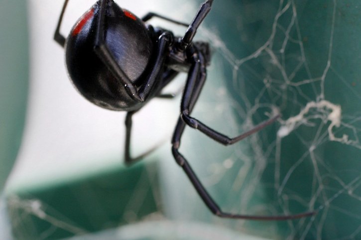 Plus de 1000 araignées ont été découvertes, avant tout des veuves noires (Photo d'illustration). © KEYSTONE/AP/ALEX BRANDON